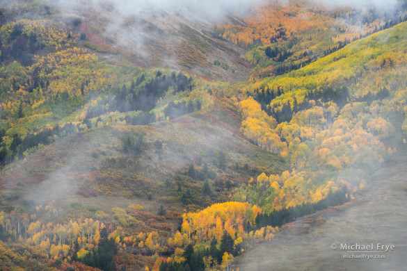 Aspens, firs, and mist, autumn, Uncompahgre NF, CO, USA