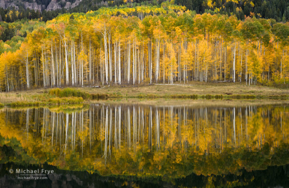 Aspens and reflections, Uncompahgre NF, CO, USA