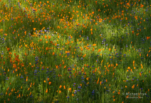 Poppies and lupines in dapples light, Merced River Canyon, CA, USA