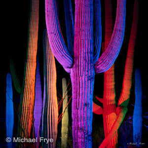 50114b Light-Painted Saguaro Cacti