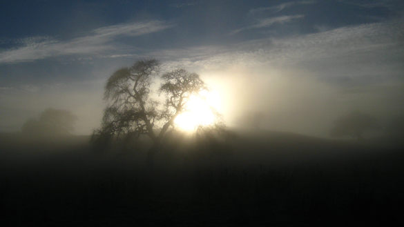 Fog_cropA Crop A