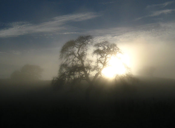 Fog_cropB Crop B