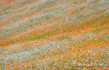0209-220 Poppies and popcorn flowers, spring 2009