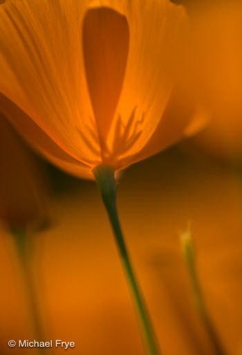 0210-1087 Poppies, Hite's Cove Trail