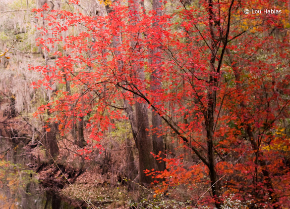 OgdenC Horizontal crop filling most of the frame with the maple