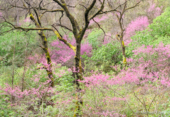 20170_mini Redbud and oaks, spring 2007