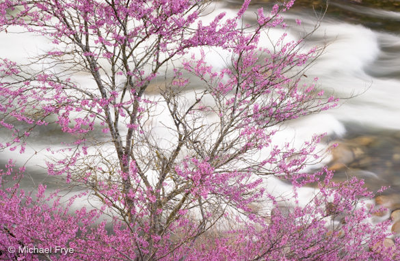 _B9Z1781 Redbud and rapids along the Merced River, April 5th, 2010