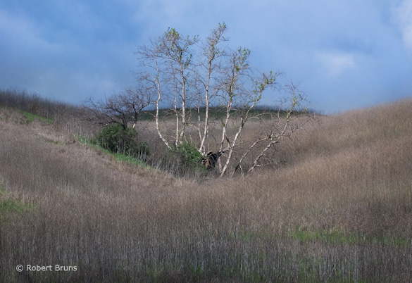 ChinoHills1 "Chino Hills SP 1" by Robert Bruns