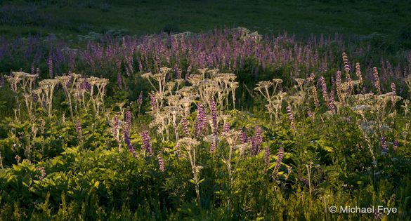 0210-5489 Lupine and cow parsnip near the Glacier Point Road last Sunday