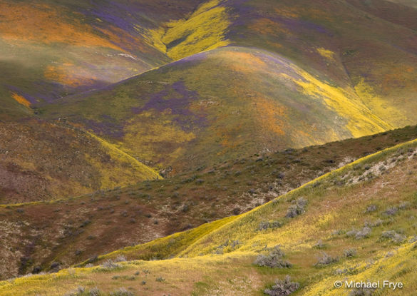 0210-2313 Wildflowers in the Temblor Range, April 3rd, 2010