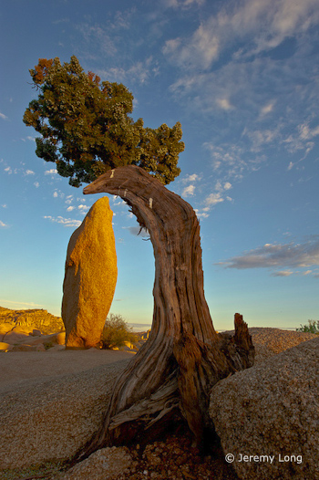 Juniper "Juniper and Monolith" by Jeremy Long