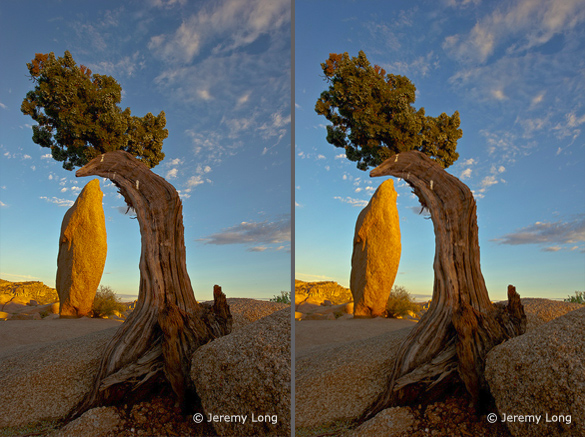 Juniper3 Left: the original image; Right: modified with Photoshop's Selective Color tool