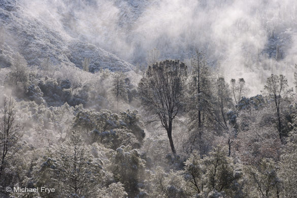 Gray pines after a snowstorm, near El Portal, CA, USA 5. Gray pines after a snowstorm