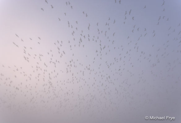 A flock of geese appears out of the mist
