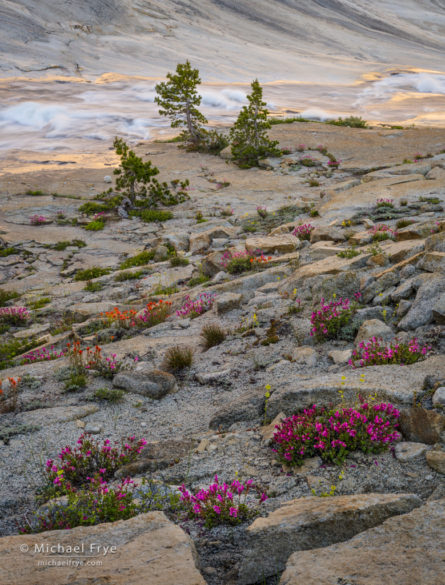 Wildflower, creek, and reflections in the high country, Yosemite NP, CA, USA