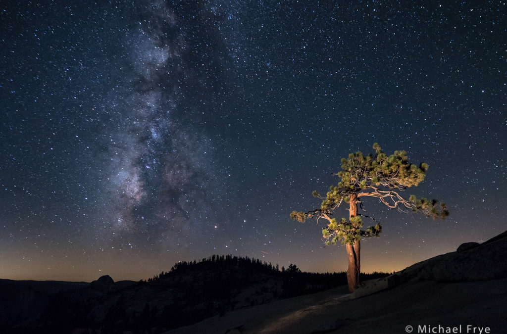 Jeffrey Pine Under the Stars