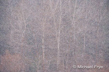 20218-2 Snowflakes and cottonwood trees