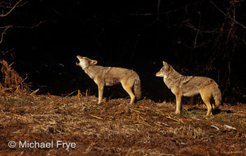 30180 Faye bark-howling while Jerry watches for a potential threat