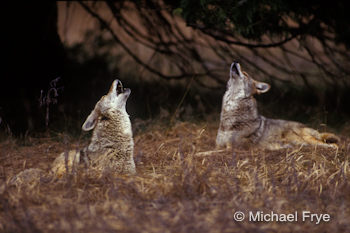 30181 Jerry (left) and Ben howling, trying to get an answer from Faye