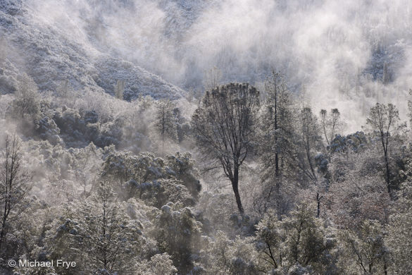 5. Gray Pines After a Snowstorm