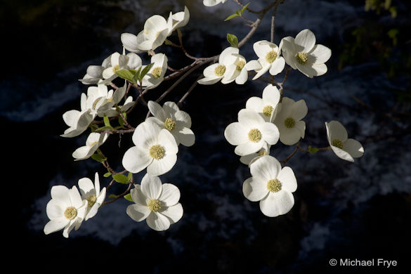  Digital Photography Basics: Adjusting Exposure, Most camera's light meters would read the dark areas in the background and overexpose these dogwood blossoms. To correct for this, you need to either override the meter with exposure compensation, or adjust the exposure manually. 