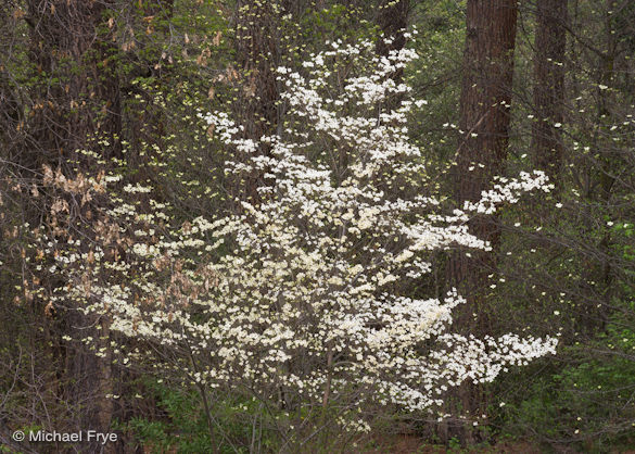 Forest dogwood, 2009 (part of my current exhibit at The Ansel Adams Gallery)
