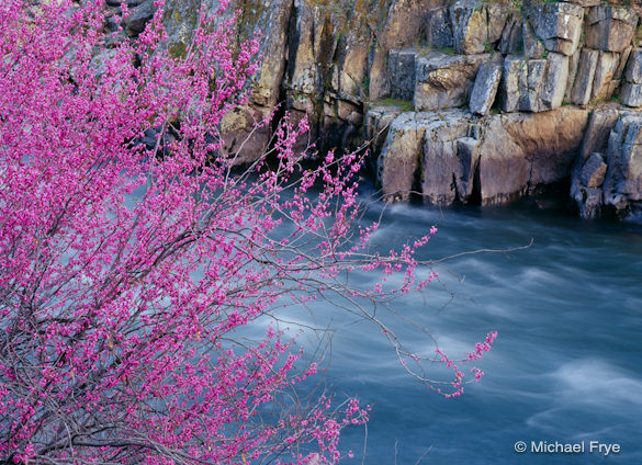 Redbud and Rocks along the Merced River. Soft light emphasized the colors.