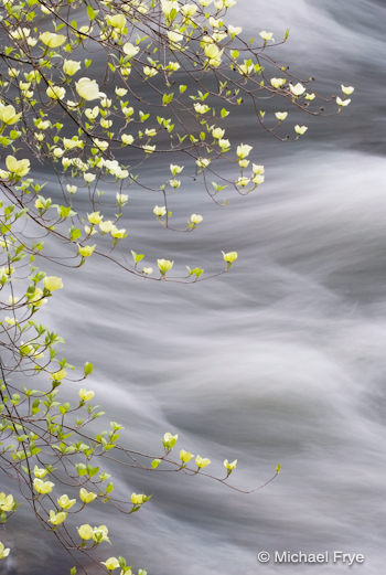 Emerging dogwood along the Merced River (from 2005)