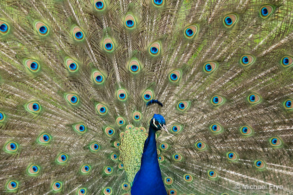 Peacock