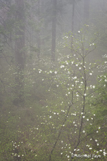 B) Misty Forest With Dogwoods