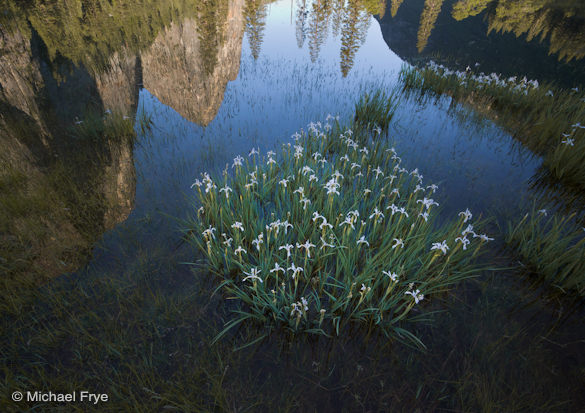 Irises in El Cap Meadow