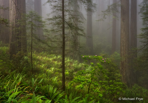 Redwoods, ferns, and rhododendrons near the northern California coast