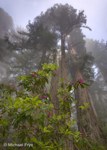 Redwoods and rhododendrons—wide-angle view