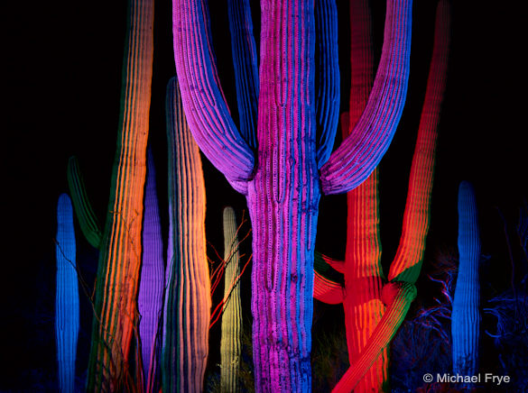 Saguaro Cacti at night—another example of telephoto compression