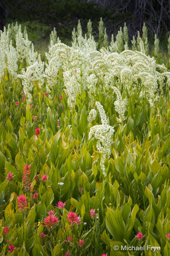 Paintbrush and corn lilies