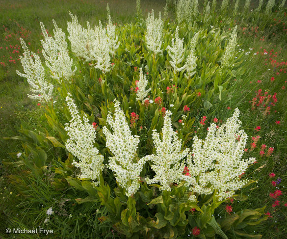 Corn lily circle