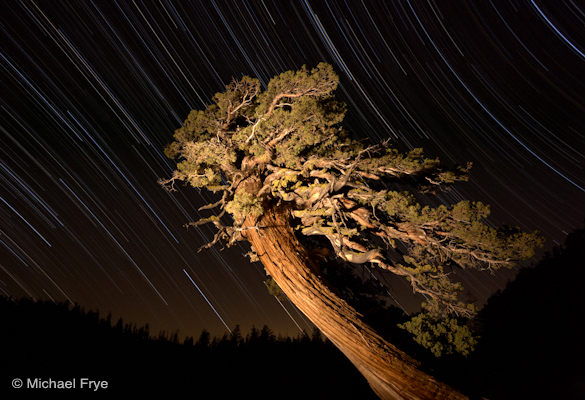 Juniper and star trails near Olmsted Point, Yosemite