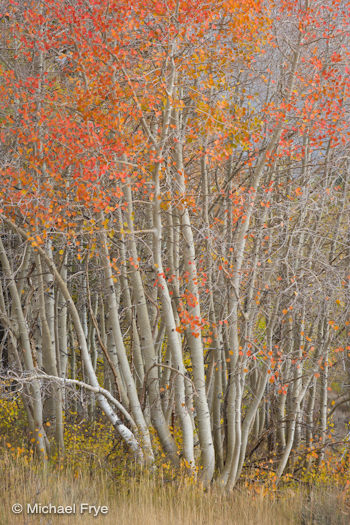 Aspens near Dunderberg, October 11th, 2010