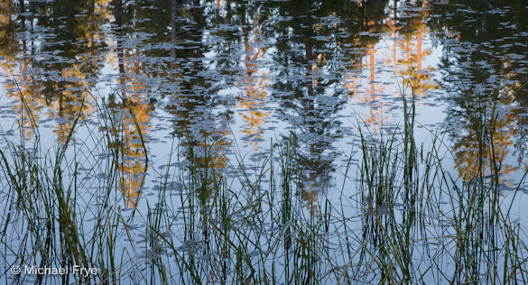 Reeds and reflected trees at Siesta Lake, Yosemite