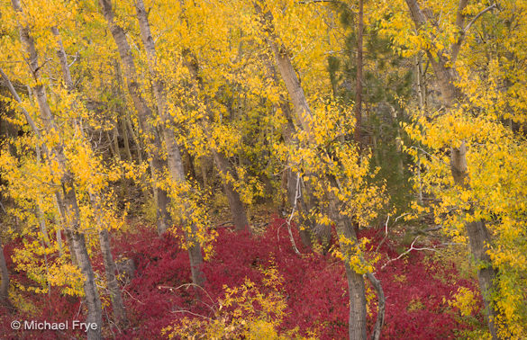 Cottonwoods with a dogwood understory, June Lake Loop