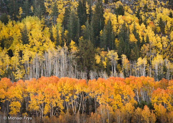 Aspen-covered hillside