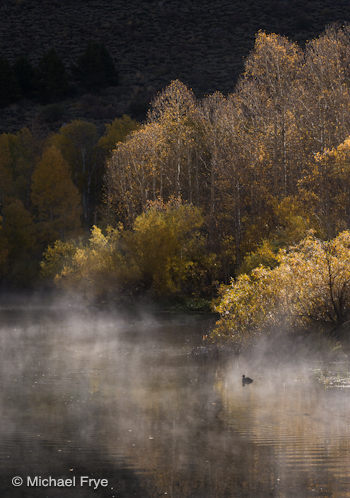 Aspens, willows, and an American coot