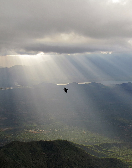 "Raven Over the Rift Valley, Tanzania" by David Silva