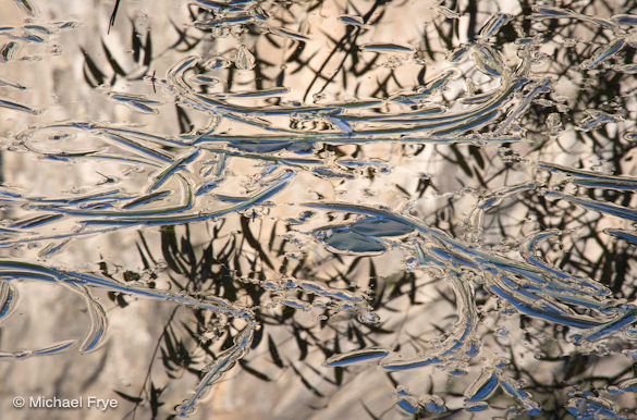 Grasses and willow reflections