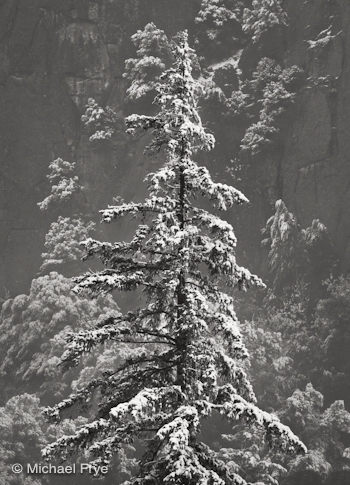 Snow-covered fir