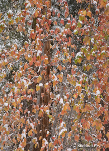 Snow-covered dogwood along Highway 120