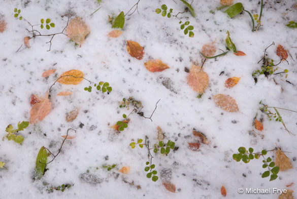 Snow and leaf carpet