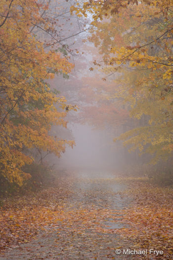 Misty road lined with maples