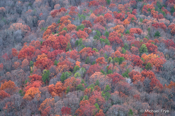 Red oaks from Caesar's Head State Park