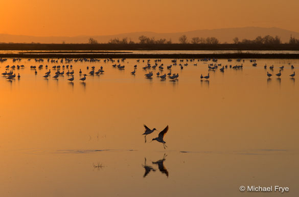 4. Avocets, Merced National Wildlife Refuge